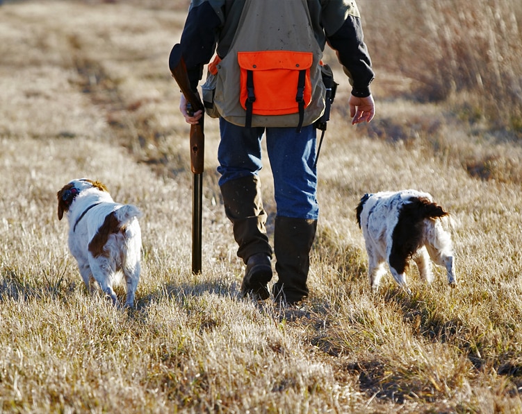 how to train a dog to track a blood trail