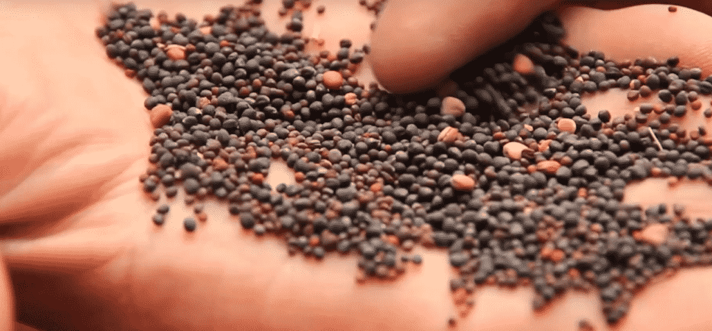 Food Plot Seeds: A Comprehensive Guide to Growing Wildlife Food Sources