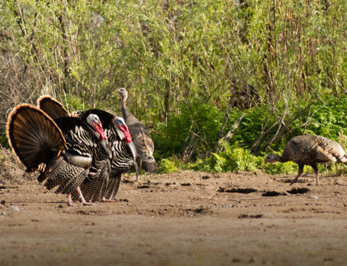 Living The Lifestyle: Youth Turkey hunt 2