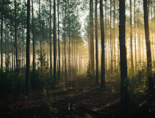 Timber: A Valuable Land Attribute