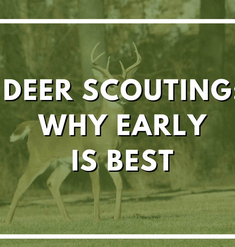 Deer scouting in early season