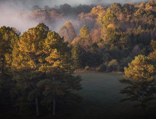 Why Buy: Land in Kentucky