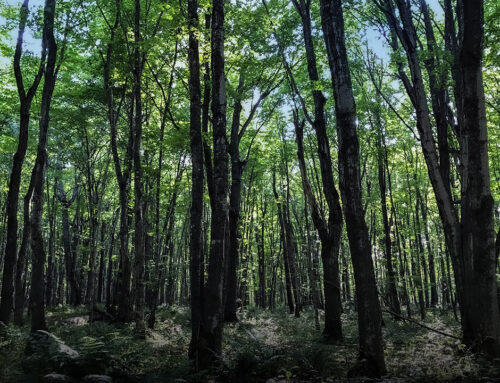 Buying Rural Land in Michigan