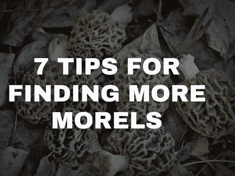 7 Tips For Finding More Morels